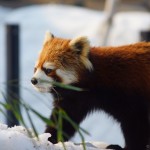 3月は「学生タダ！」らしいので行ってきた！ – 札幌市円山動物園