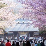 桜2014 – 北海道神宮・円山公園