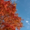 秋風に包まれて。色鮮やかに染まる紅葉めぐり (@余市郡赤井川村, ニセコパノラマライン, 定山渓ダム, ほか)